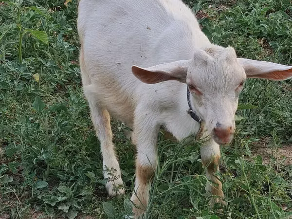 Chèvre, Saanen goat
