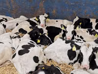 Buqa, Simmental cattle — 7-rasm