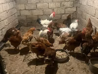 Chickens — Foto 3