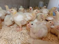Chickens — फ़ोटो 2