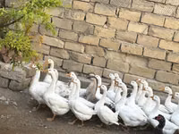 Geese — zdjęcie 5