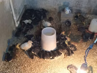 Ducks — zdjęcie 1