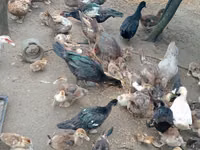 Ducks — Foto 8