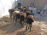 Ovce (šarže, pohlaví neuvedeno), Tajik sheep — foto 2