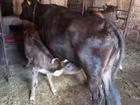 Krava, Simmental cattle — foto 3