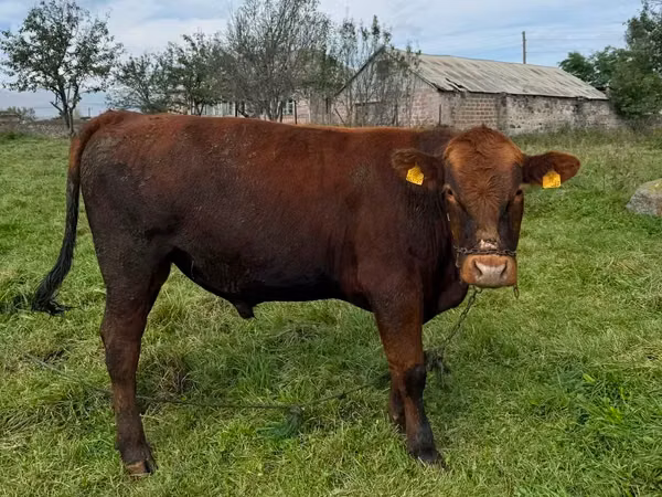Taureau, Aberdeen-Angus