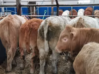 Rinder (Partie, Geschlecht nicht angegeben), Simmental cattle — Foto 2