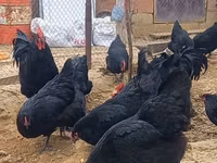 Australorp — foto 3