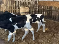 Bulle, Russian Black pied cattle — Foto 6