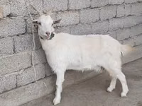 Koza, Kozy — zdjęcie 1