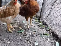 Chickens — foto 1