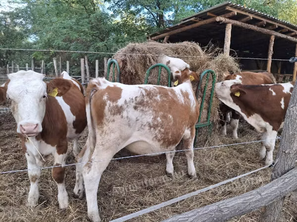 Krava, Simmental cattle