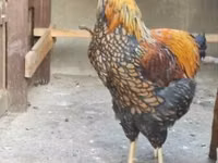वायंडॉट — फ़ोटो 2