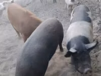 Säue, Schweine — Foto 1