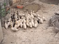 Pekin Alemão — foto 4