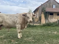 Bulle, Charolais cattle — Foto 2