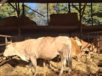 İnək, Blonde d’Aquitane cattle — foto 1