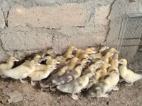 Ducks — zdjęcie 4