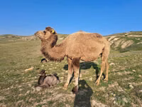 ஒட்டகம், Kazakh Bactrian camel — புகைப்படம் 4