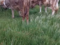 İnek, Kırmızı benekli ırk — foto 8