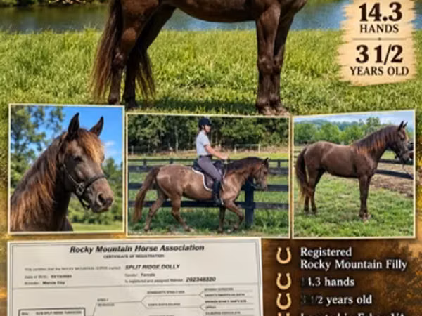 Jument, Rocky Mountain Horse