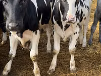 Sigir, Russian Black pied cattle — 3-rasm