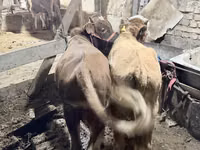 雄牛, Simmental cattle — 写真 3