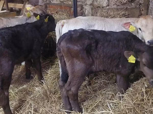 Boğa, Simmental cattle