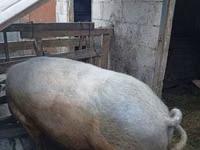 Boar — photo 3
