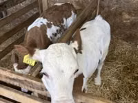 Vache, Race grise hongroise — photo 5