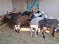 كبش, الأغنام — الصورة 2