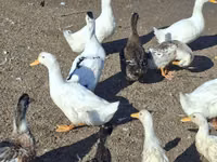Ducks — Foto 1