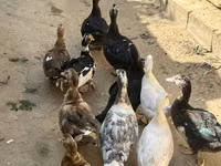 مسكوفي منزلي — الصورة 1