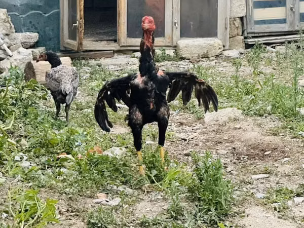 Chickens