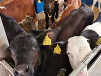 Buğa, Simmental cattle — foto 5