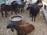 Baran, Arabi sheep — zdjęcie 4
