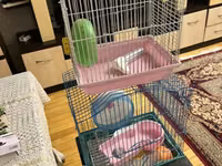 Hamster və ya kiçik gəmiricilər üçün iki ədəd qəfəs komplekti Mavi — 照片 3