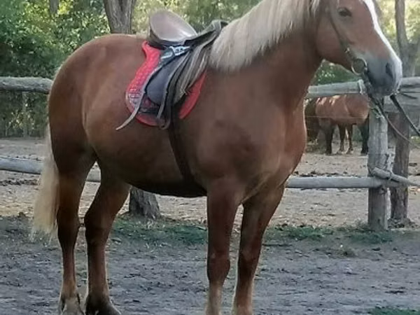 კვიცი, Haflinger