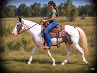 Kůň, National Show Horse — foto 2