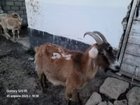 ஆண் வெள்ளாடு, வெள்ளாடுகள் — புகைப்படம் 2