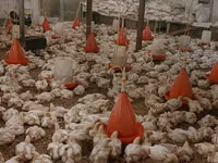 Chickens — Foto 3