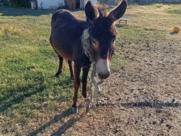 Caballo, Caballos