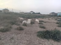 Koza, Kozy — foto 3