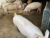 Świnie (partia, płeć nieokreślona) — zdjęcie 3
