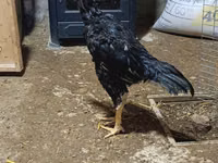 Chickens — foto 6