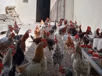 Chickens — Foto 3