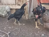 Chickens — Foto 7