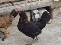 Chickens — foto 8