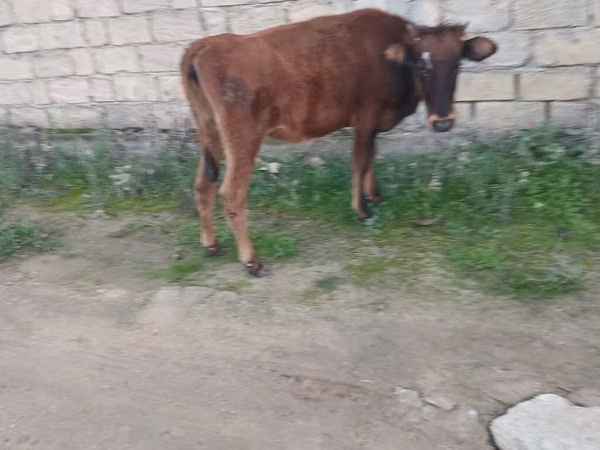 ძროხა, მსხვილფეხა რქოსანი
