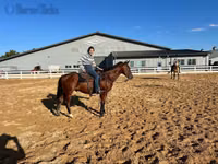 雄馬, Quarter Horse — 写真 4